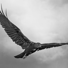 Stormhawks Stormhawks | SABLE Accelerator Network